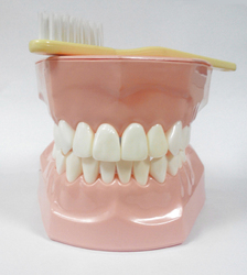Модель демонстрационная ухода за зубами